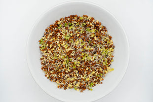 How to Grow Fall Rye – West Coast Seeds