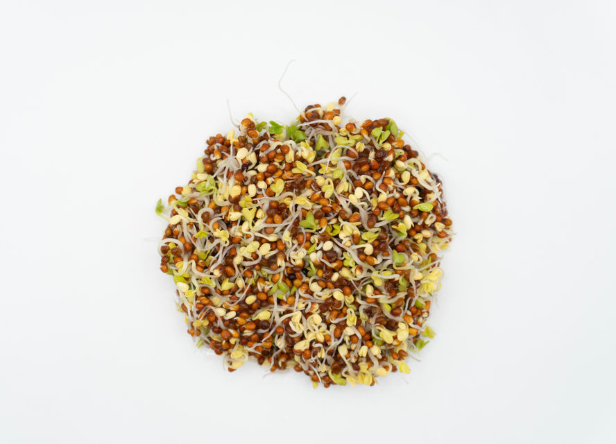 Brown Mustard Organic