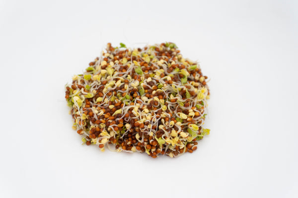 Brown Mustard Organic