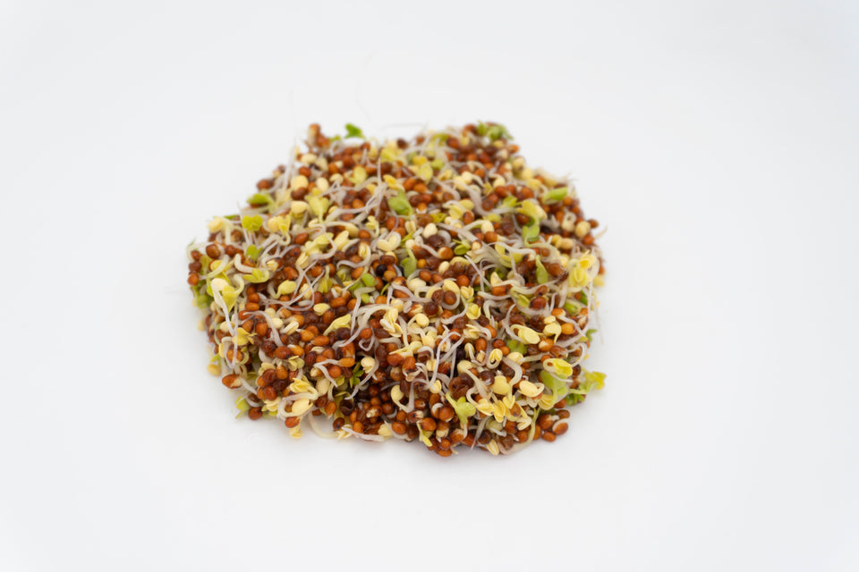 Brown Mustard Organic