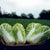Bilko F1 Certified Organic