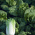 Bilko F1 Certified Organic