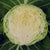 Farao F1 Certified Organic