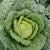 Famosa F1 Certified Organic