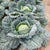 Famosa F1 Certified Organic