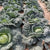 Famosa F1 Certified Organic