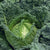 Famosa F1 Certified Organic
