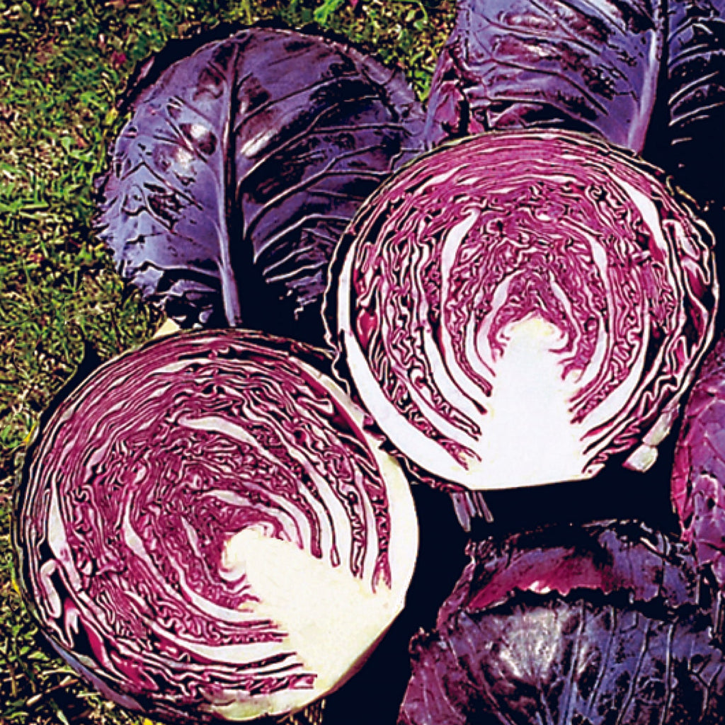 Ruby Perfection F1 Cabbage Seeds – West Coast Seeds