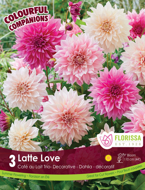 Dahlia Latte Love 3pk