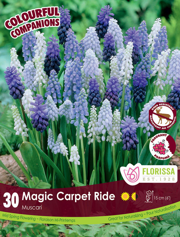 Muscari Magic Carpet Ride 30/pk