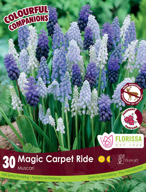 Muscari Magic Carpet Ride 30/pk