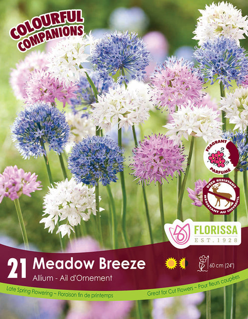 Allium Meadow Breeze 21/pk