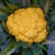 Clementine F1
