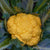 Clementine F1