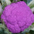 Purple Moon F1
