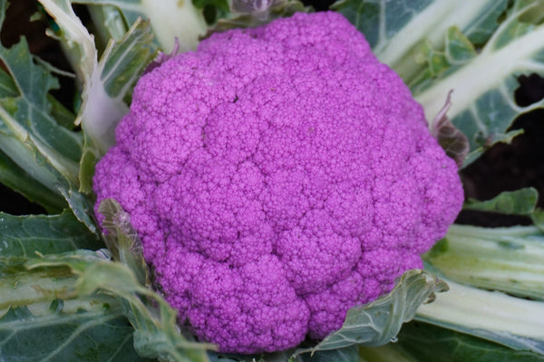 CF309_Purple_Moon_Cauliflower_