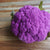 Purple Moon F1