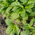 Callaloo