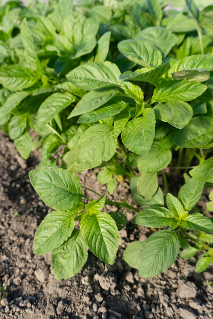 planting callaloo seeds Callaloo