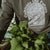 Cultivate the future sweatshirt wcs