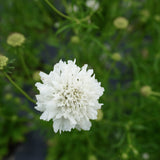Snowmaiden