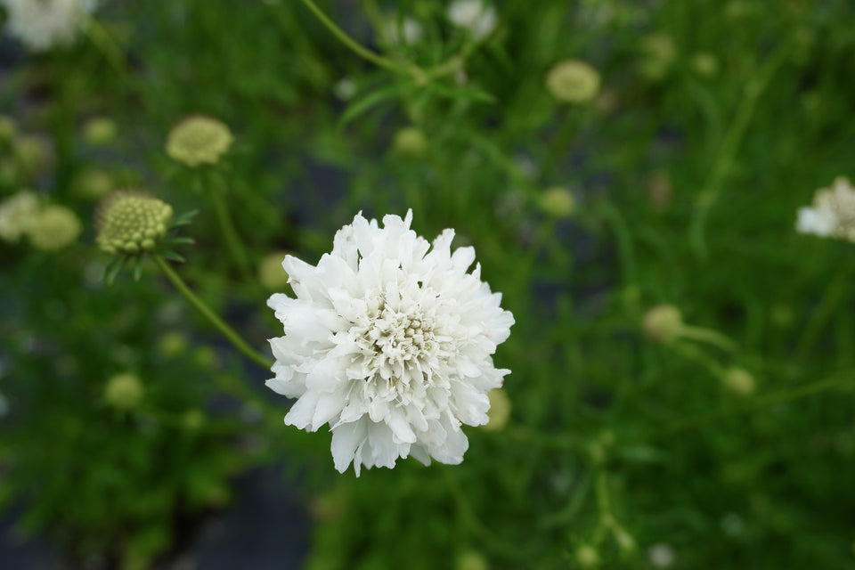 Snowmaiden