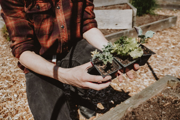Person's hands holding three seed starts, lettuces, above the garden.