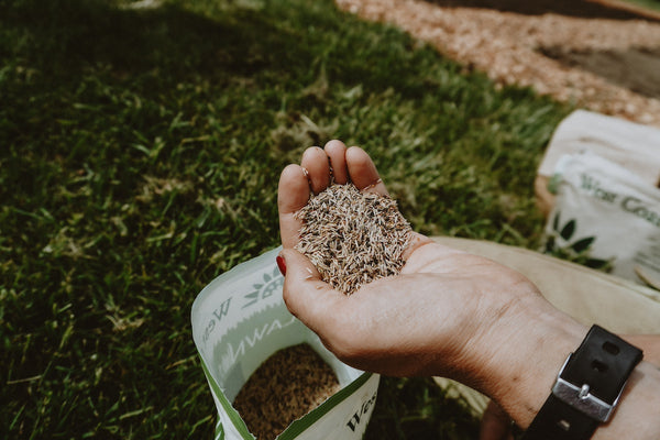 Hand holding lawn solution seeds from west coast seeds