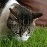 Cat Grass