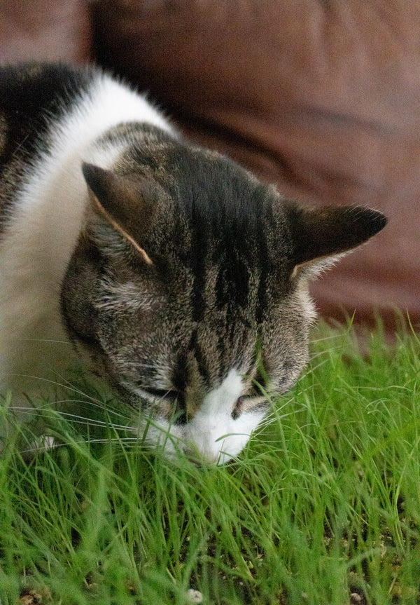 Cat Grass