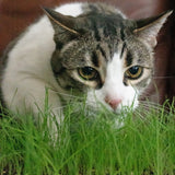 Cat Grass