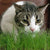 Cat Grass
