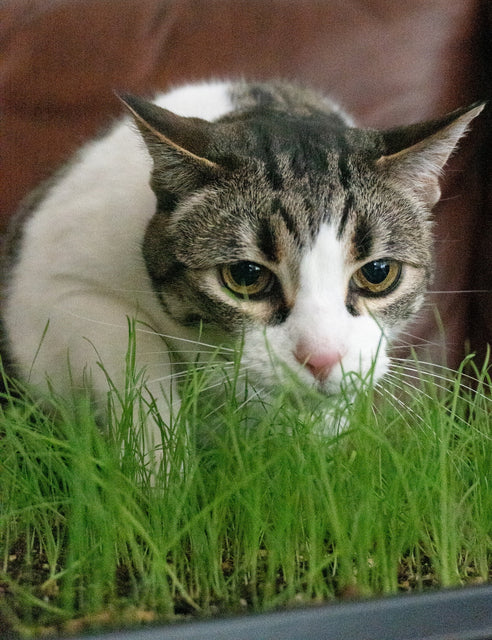 Cat Grass