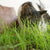 Cat Grass
