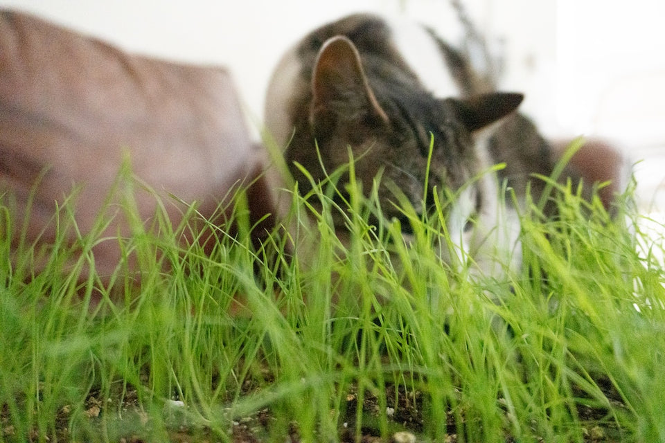 Cat Grass