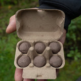Big Skies, Big Blooms (Prairie Native Wildflowers)