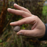 Big Skies, Big Blooms (Prairie Native Wildflowers)