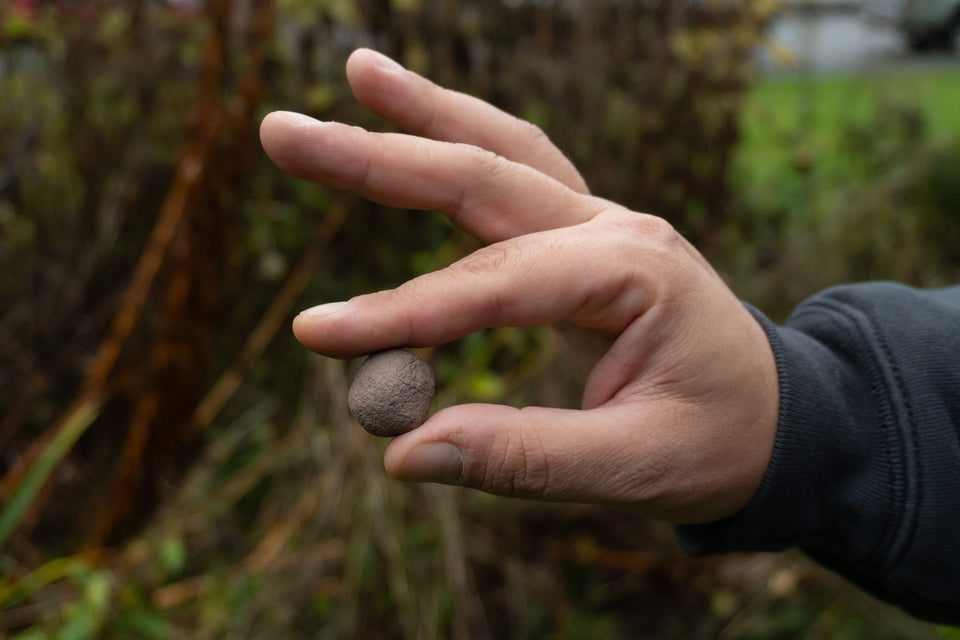 Big Skies, Big Blooms (Prairie Native Wildflowers)