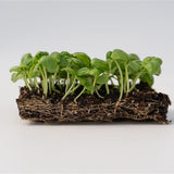 Microgreens Basil
