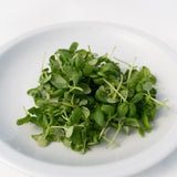 Microgreens Basil