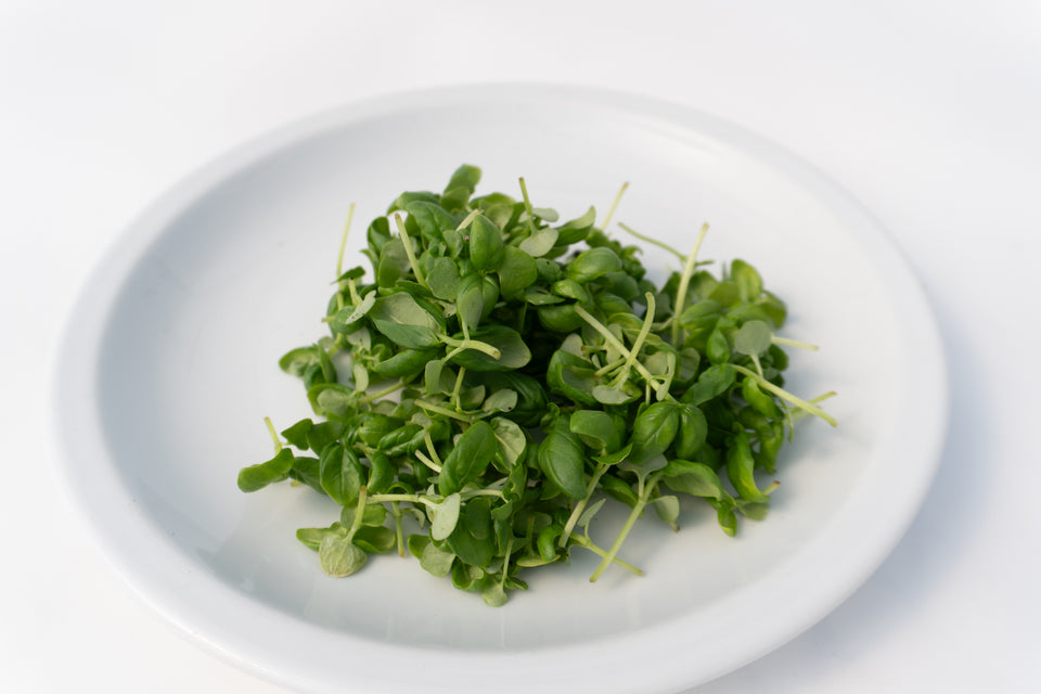 Microgreens Basil