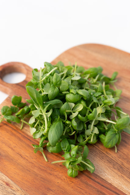Microgreens Basil