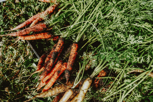 fresh carrots lying on a grass
