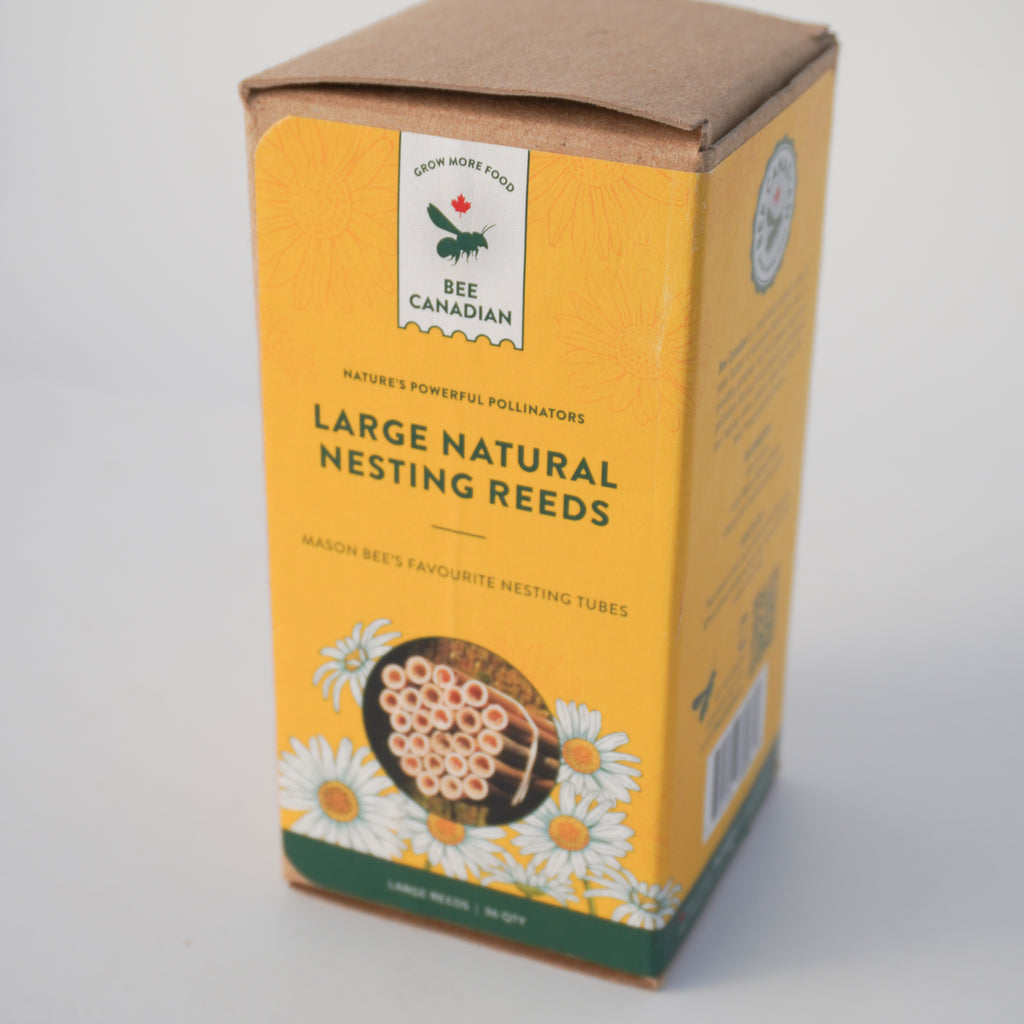 Large Natural Reeds (36) – West Coast Seeds