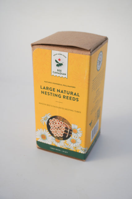 Large Natural Reeds (36)