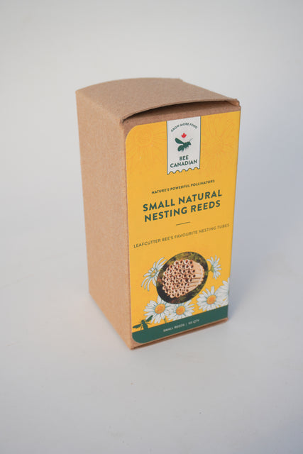 Small Natural Reeds (50)