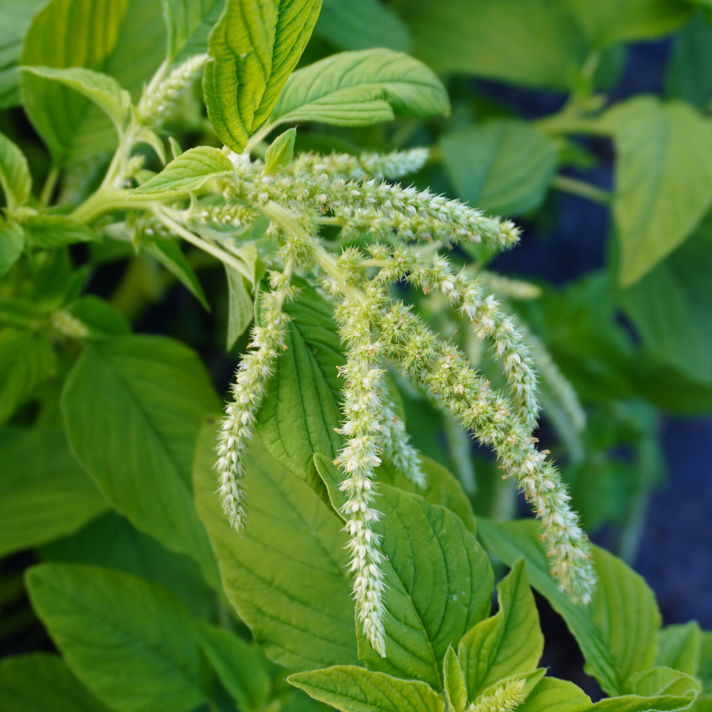 Green Tails