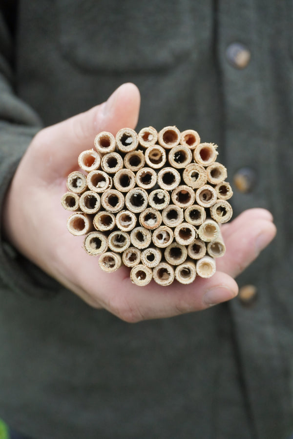 Small Natural Reeds (50)