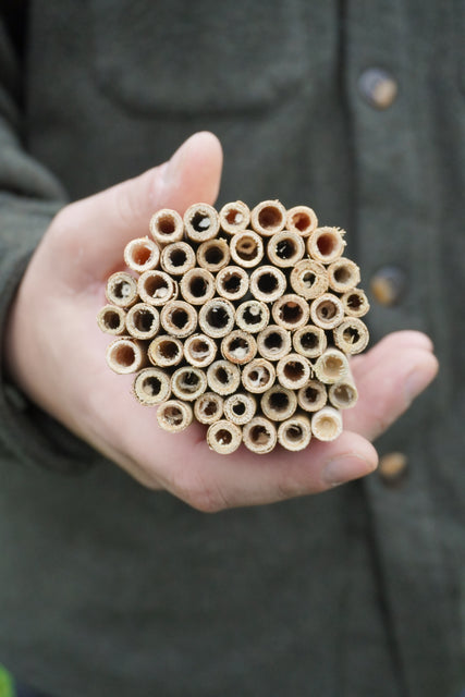 Small Natural Reeds (50)