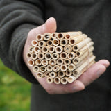 Small Natural Reeds (50)